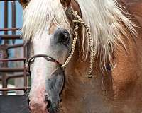 sorrel-haflinger-gelding