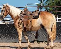 sorrel-gelding-for-sale