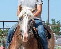 14-hand-haflinger-gelding