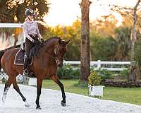 down-hanoverian-horse