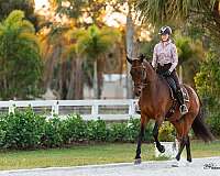 enjoyable-hanoverian-horse