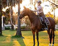 heading-hanoverian-horse