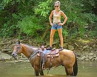 all-around-quarter-horse