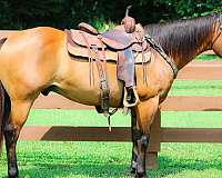 athletic-quarter-horse
