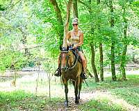 beginner-quarter-horse