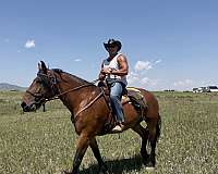 bay-belgian-mare