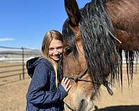 bay-mare-for-sale