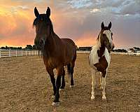 18-hand-belgian-mare