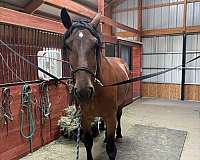 18-hand-belgian-horse