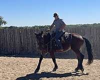 18-hand-bay-horse