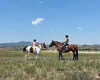 18-hand-mare