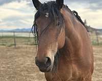 bay-belgian-horse