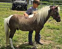 don-paint-pony