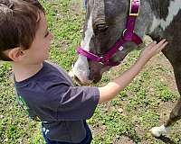 equipment-paint-pony