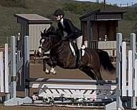 13-hand-warmblood-pony