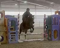 all-around-warmblood-pony