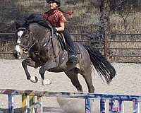 athletic-warmblood-pony
