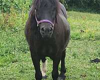 black-1-white-hind-sock-pony