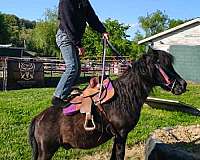 83-hh-pony
