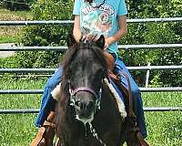 learn-to-ride-pony