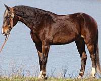 western-dressage-rocky-mountain-horse