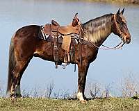 chocolate-western-dressage-horse
