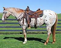 red-roan-pacing-horse