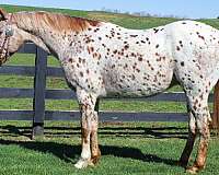 red-roan-roan-appaloosa-quarter-horse-gelding