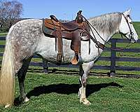 all-around-saddlebred-horse