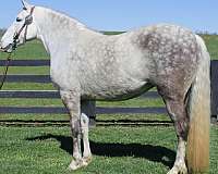 beginner-saddlebred-horse