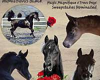 black-star-two-tiny-fetlock-whites-horse