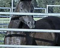 star-two-tiny-fetlock-whites
