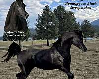 star-two-tiny-fetlock-whites-horse