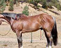 athletic-quarter-horse