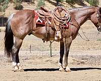 beginner-quarter-horse