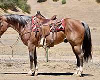 calf-roping-quarter-horse
