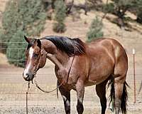 endurance-quarter-horse