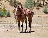 experienced-quarter-horse