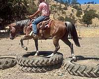 husband-safe-quarter-horse