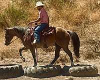 kid-safe-quarter-horse