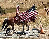 performance-quarter-horse