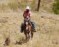 ranch-quarter-horse