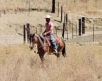 ranch-versatility-quarter-horse