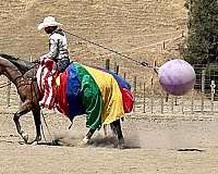 ranch-work-quarter-horse