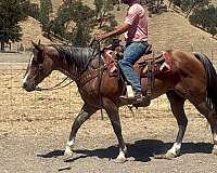 ridden-western-quarter-horse