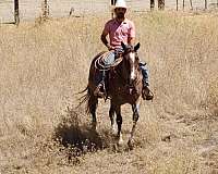 roping-quarter-horse