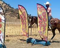 team-roping-quarter-horse