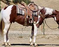 athletic-paint-horse