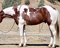 beginner-paint-horse