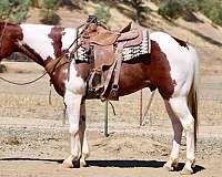 calf-roping-paint-horse